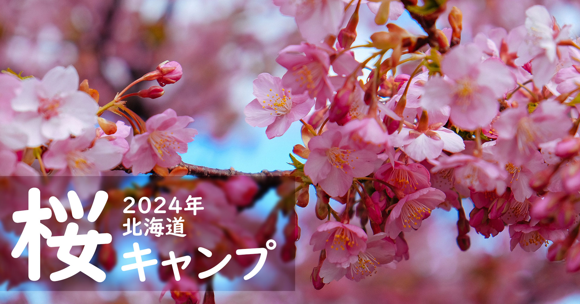 2024年北海道お花見キャンプ